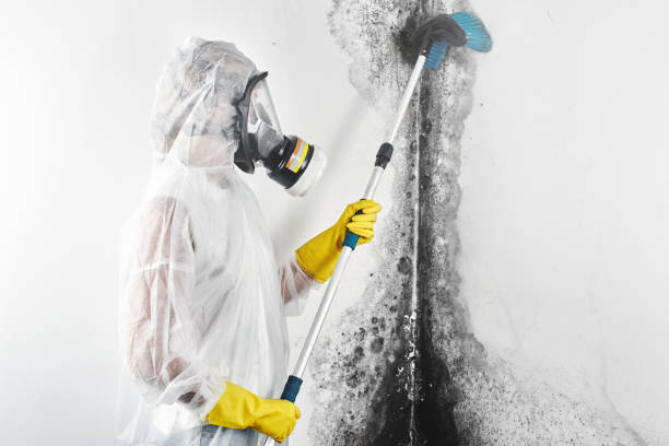 Dehumidification Services in Del Aire, CA