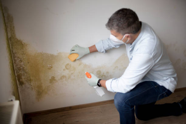 Best Forensic Mold Investigation  in Del Aire, CA